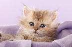 Selkirk Rex Kitten