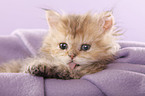 Selkirk Rex Kitten