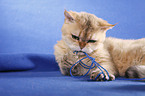 shorthaired Selkirk Rex