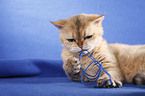 shorthaired Selkirk Rex