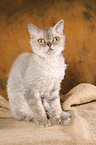 sitting Selkirk Rex