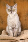 sitting Selkirk Rex