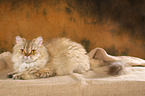 lying Selkirk Rex