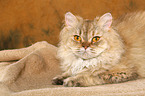 lying Selkirk Rex