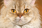 Selkirk Rex face