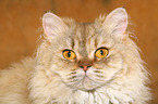 Selkirk Rex Portrait