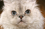 Selkirk Rex face