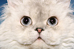 Selkirk Rex face