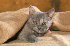 Selkirk Rex kitten