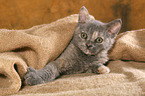 Selkirk Rex kitten