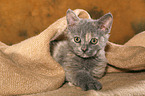 Selkirk Rex kitten