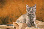 Selkirk Rex kitten