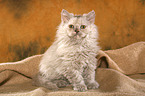 Selkirk Rex kitten