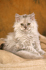 Selkirk Rex kitten