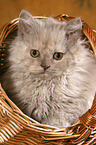 Selkirk Rex kitten