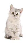 sitting Selkirk Rex kitten