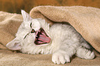 Selkirk Rex kitten