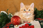 Selkirk Rex kitten