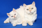 female Selkirk Rex with kitten