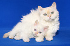 female Selkirk Rex with kitten