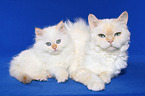 female Selkirk Rex with kitten