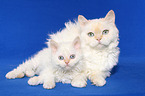 female Selkirk Rex with kitten