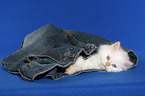 Selkirk Rex kitten with straight-hair