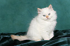 Selkirk Rex kitten with straight-hair