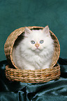 Selkirk Rex kitten with straight-hair