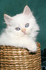 Selkirk Rex kitten with straight-hair