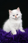 Selkirk Rex kitten with straight-hair