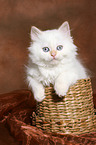 Selkirk Rex kitten with straight-hair