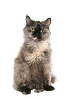 sitting Selkirk Rex