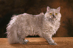 standing Selkirk Rex