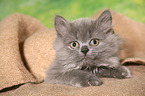 lying Selkirk Rex Kitten