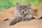 lying Selkirk Rex Kitten