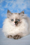 young Selkirk Rex