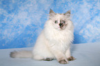 young Selkirk Rex