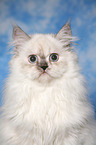 young Selkirk Rex