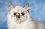 young Selkirk Rex