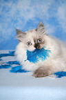 young Selkirk Rex