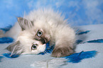 young Selkirk Rex