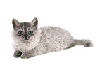 young Selkirk Rex