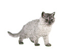 young Selkirk Rex