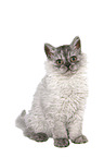 young Selkirk Rex