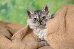 young Selkirk Rex