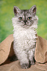 young Selkirk Rex