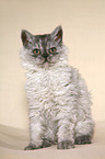 young Selkirk Rex