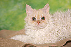 young Selkirk Rex