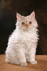 young Selkirk Rex